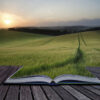 Creative concept pages of book Beautiful Summer landscape of field of growing wheat crop during sunset