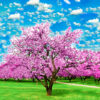 blooming apple trees over vivid cloudy sky in the garden