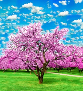 blooming apple trees over vivid cloudy sky in the garden