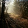 Sun shining through the trees with a childrens playground in the background